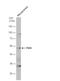 Purinergic Receptor P2X 2 antibody, NBP2-19656, Novus Biologicals, Western Blot image 