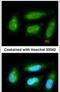 Dual Specificity Phosphatase 10 antibody, PA5-30425, Invitrogen Antibodies, Immunofluorescence image 