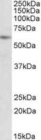 Protein Inhibitor Of Activated STAT 2 antibody, PA5-19278, Invitrogen Antibodies, Western Blot image 