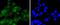 Cyclin Dependent Kinase 6 antibody, NBP2-67758, Novus Biologicals, Immunocytochemistry image 