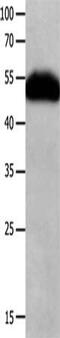 Neuronal acetylcholine receptor subunit alpha-3 antibody, CSB-PA085715, Cusabio, Western Blot image 