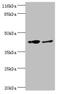 Ring Finger Protein 133 antibody, orb351397, Biorbyt, Western Blot image 