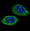 Clock Circadian Regulator antibody, M00064, Boster Biological Technology, Western Blot image 