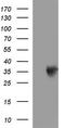 Toll Interacting Protein antibody, LS-C338341, Lifespan Biosciences, Western Blot image 