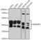 Heterogeneous Nuclear Ribonucleoprotein D antibody, 16-177, ProSci, Western Blot image 