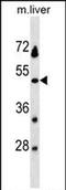 Serine Protease 54 antibody, PA5-72124, Invitrogen Antibodies, Western Blot image 