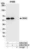Spindle and kinetochore-associated protein 3 antibody, A304-215A, Bethyl Labs, Immunoprecipitation image 