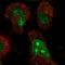 MAGE Family Member E2 antibody, NBP1-81764, Novus Biologicals, Immunofluorescence image 