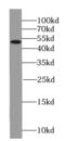 Septin 8 antibody, FNab07727, FineTest, Western Blot image 