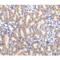 TNF Receptor Superfamily Member 10d antibody, LS-C287, Lifespan Biosciences, Immunohistochemistry paraffin image 