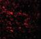 Epithelial Splicing Regulatory Protein 1 antibody, orb95596, Biorbyt, Immunofluorescence image 