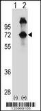 ASPSCR1 Tether For SLC2A4, UBX Domain Containing antibody, 58-532, ProSci, Western Blot image 