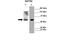 GATA Binding Protein 2 antibody, 27-419, ProSci, Western Blot image 