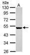 Keratin 36 antibody, PA5-31775, Invitrogen Antibodies, Western Blot image 