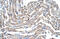 Claudin 11 antibody, 27-908, ProSci, Immunohistochemistry frozen image 