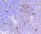 Thy-1 Cell Surface Antigen antibody, NBP2-66763, Novus Biologicals, Immunohistochemistry paraffin image 