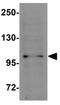 NLR Family Pyrin Domain Containing 11 antibody, GTX85153, GeneTex, Western Blot image 