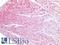 Bone Morphogenetic Protein 4 antibody, LS-A12462, Lifespan Biosciences, Immunohistochemistry paraffin image 