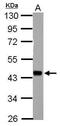 Heat Shock Transcription Factor Y-Linked 2 antibody, PA5-28352, Invitrogen Antibodies, Western Blot image 