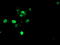Snail Family Transcriptional Repressor 2 antibody, TA800196, Origene, Immunofluorescence image 