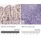 HNF1 Homeobox A antibody, NBP2-38243, Novus Biologicals, Immunohistochemistry paraffin image 