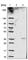 TNF Superfamily Member 14 antibody, HPA012700, Atlas Antibodies, Western Blot image 