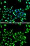 Eukaryotic Translation Initiation Factor 3 Subunit H antibody, GTX65839, GeneTex, Immunofluorescence image 