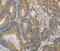 Diacylglycerol Kinase Zeta antibody, PA5-50613, Invitrogen Antibodies, Immunohistochemistry frozen image 