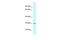 Uncharacterized protein C1orf43 homolog antibody, PA5-70030, Invitrogen Antibodies, Western Blot image 