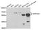 Serpin Family D Member 1 antibody, TA332957, Origene, Western Blot image 