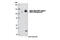 Ubiquitin Specific Peptidase 4 antibody, 2651S, Cell Signaling Technology, Western Blot image 