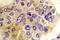 Protein Kinase D1 antibody, LS-C291517, Lifespan Biosciences, Immunohistochemistry frozen image 
