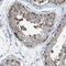 P-LAP antibody, PA5-54300, Invitrogen Antibodies, Immunohistochemistry frozen image 