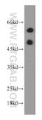 Golgin, RAB6 Interacting antibody, 17798-1-AP, Proteintech Group, Western Blot image 