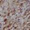 Nucleolar And Coiled-Body Phosphoprotein 1 antibody, FNab05790, FineTest, Immunohistochemistry frozen image 