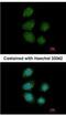 Piwi Like RNA-Mediated Gene Silencing 4 antibody, NBP2-19845, Novus Biologicals, Immunocytochemistry image 