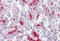 Caudal Type Homeobox 2 antibody, MBS246754, MyBioSource, Immunohistochemistry frozen image 