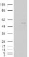 Ras association domain-containing protein 6 antibody, 46-705, ProSci, Enzyme Linked Immunosorbent Assay image 