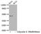 Interferon Regulatory Factor 3 antibody, CSB-RA011818A386phHU, Cusabio, Western Blot image 