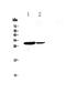 Interleukin 17C antibody, A00164-2, Boster Biological Technology, Western Blot image 