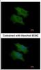 Complement Factor H Related 1 antibody, NBP2-15868, Novus Biologicals, Immunofluorescence image 