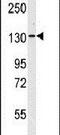 Valyl-TRNA Synthetase antibody, PA5-14995, Invitrogen Antibodies, Western Blot image 