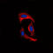 Matrix Metallopeptidase 1 antibody, LS-C352518, Lifespan Biosciences, Immunofluorescence image 