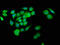 G2/M-Phase Specific E3 Ubiquitin Protein Ligase antibody, LS-C673864, Lifespan Biosciences, Immunofluorescence image 