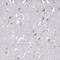 Patched Domain Containing 1 antibody, PA5-61152, Invitrogen Antibodies, Immunohistochemistry paraffin image 
