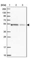 Islet Cell Autoantigen 1 Like antibody, PA5-60005, Invitrogen Antibodies, Western Blot image 