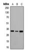 Ras Related GTP Binding A antibody, orb393154, Biorbyt, Western Blot image 