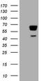 P21 (RAC1) Activated Kinase 4 antibody, LS-C340233, Lifespan Biosciences, Western Blot image 