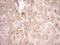 Fos Proto-Oncogene, AP-1 Transcription Factor Subunit antibody, LS-C340115, Lifespan Biosciences, Immunohistochemistry paraffin image 