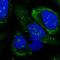 LSM Family Member 14B antibody, HPA041274, Atlas Antibodies, Immunofluorescence image 